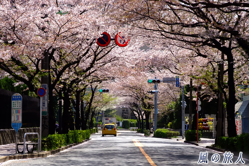 千歳通りの桜並木　千歳通り桜丘中学校付近１の写真