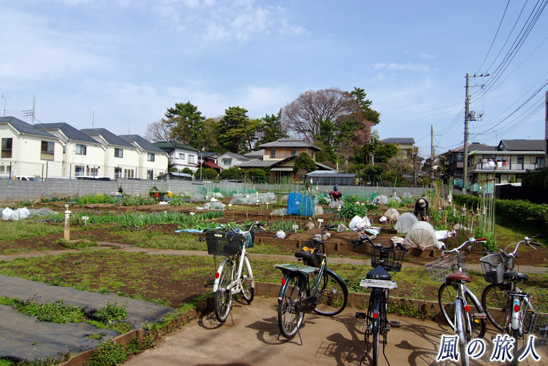 桜丘　神社近くのファミリー農園の写真