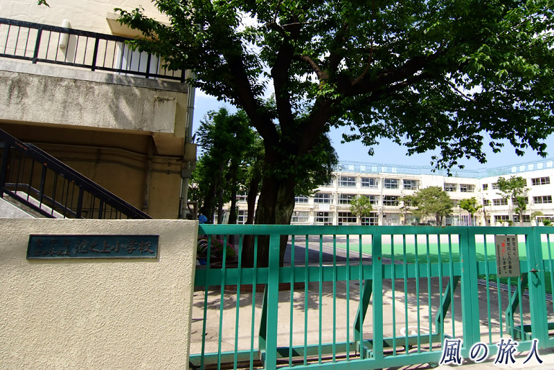 池之上小学校　小学校の門と校庭の松の木の写真