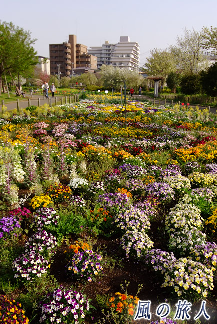 芦花公園花の丘　花壇の花の写真