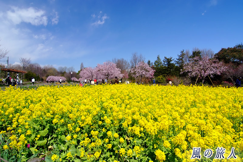 芦花公園花の丘　菜の花の写真