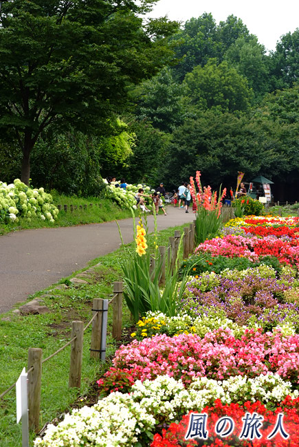 芦花公園花の丘　ランなど夏の花壇の写真
