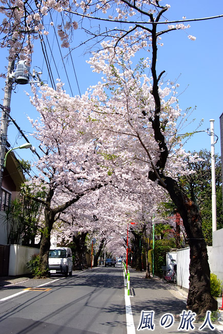 深沢　旧・新町住宅地の桜並木７の写真