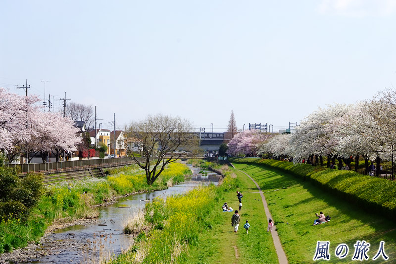 野川の桜並木と小田急線の高架橋