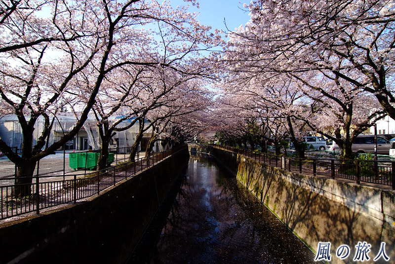 成城東宝スタジオ脇の仙川沿いの桜並木　ホームセンター付近の写真