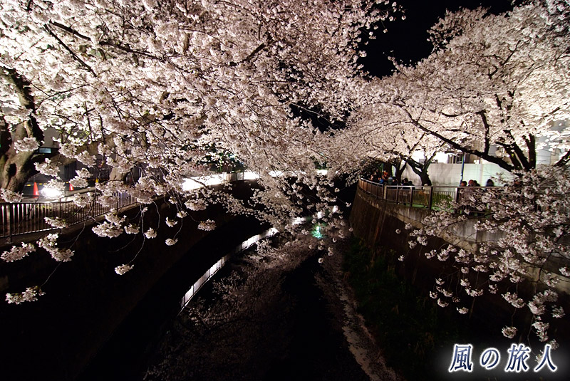 成城東宝スタジオ　花見ライトアップ　スタジオを結ぶ橋の上から<の写真