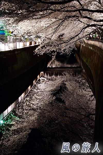 成城東宝スタジオ　花見ライトアップ　川面に映る桜並木の写真