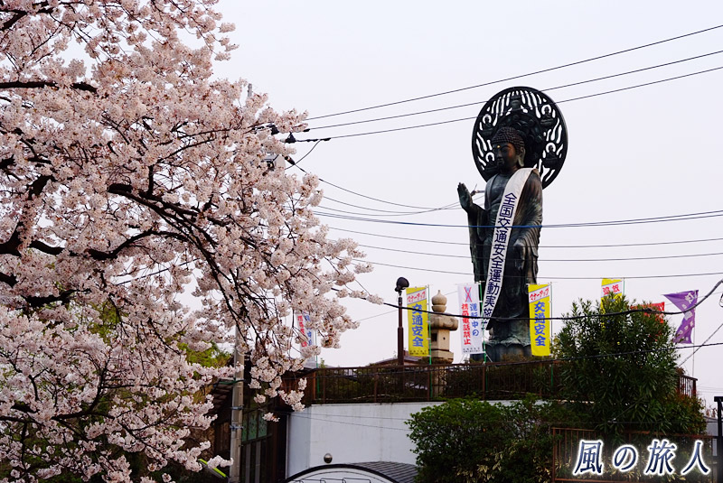 大蔵妙法寺おおくら大仏　桜と大仏様の写真