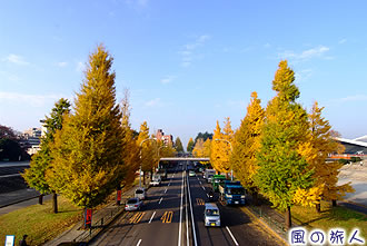 駒沢公園沿いのイチョウ並木の写真