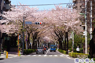 桜丘の桜並木の写真