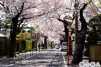 旧新町住宅街（深沢）の桜並木の写真