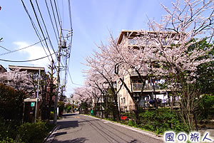 八幡山団地の桜の写真