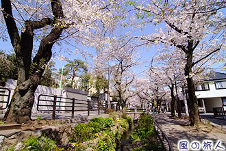 北沢川緑道の桜並木の写真
