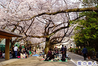 羽根木公園の桜の写真