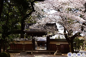 喜多見慶元寺の桜の写真