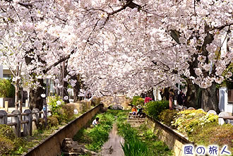 呑川親水公園の桜並木の写真