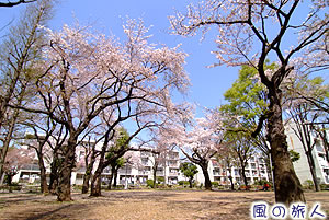 祖師谷団地の桜の写真
