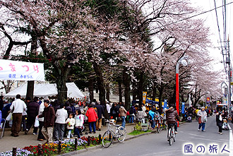 神学院前坂道の桜並木の写真