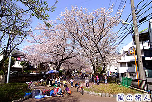 玉川上水緑道の桜並木の写真