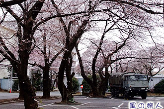 三宿駐屯地の桜の写真