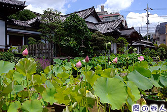 代田の円乗院と蓮の写真
