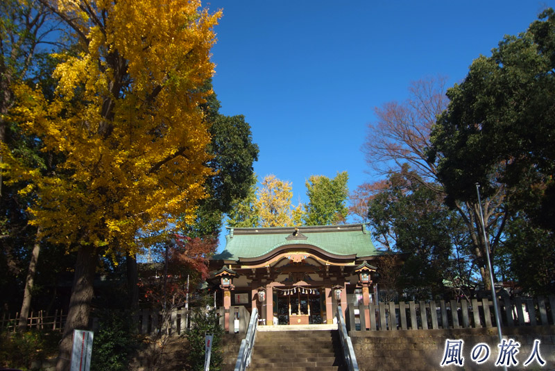 北沢八幡神社　イチョウの木と社殿