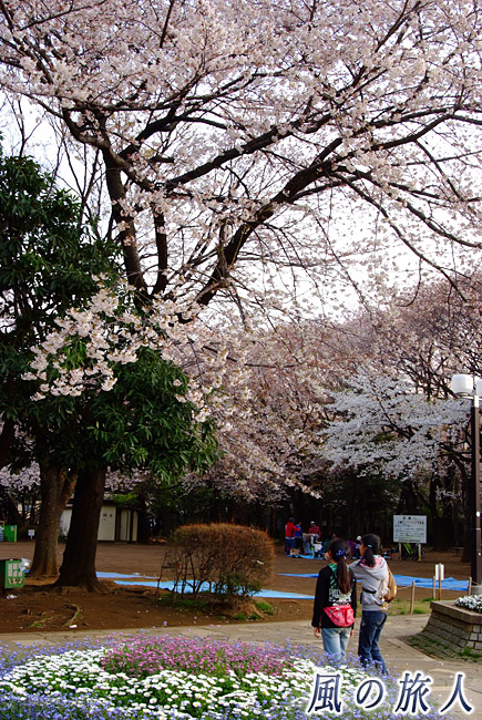 世田谷公園　桜の季節