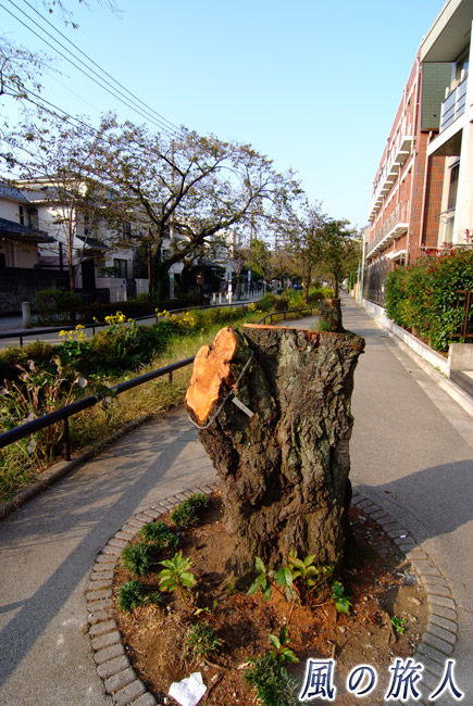 北沢川緑道　伐採された桜の木