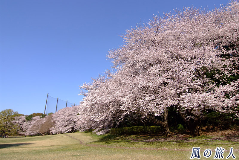 砧公園ファミリーパーク　ファミリーパークの桜