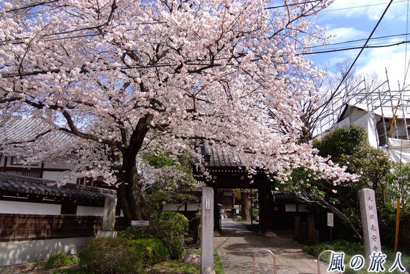大蔵永安寺　山門と門前の桜