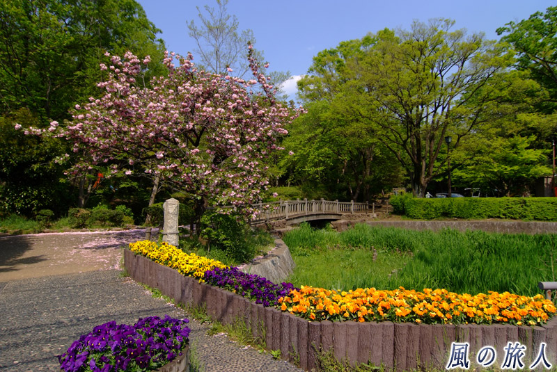 岡本公園　水と緑豊かな岡本公園の写真