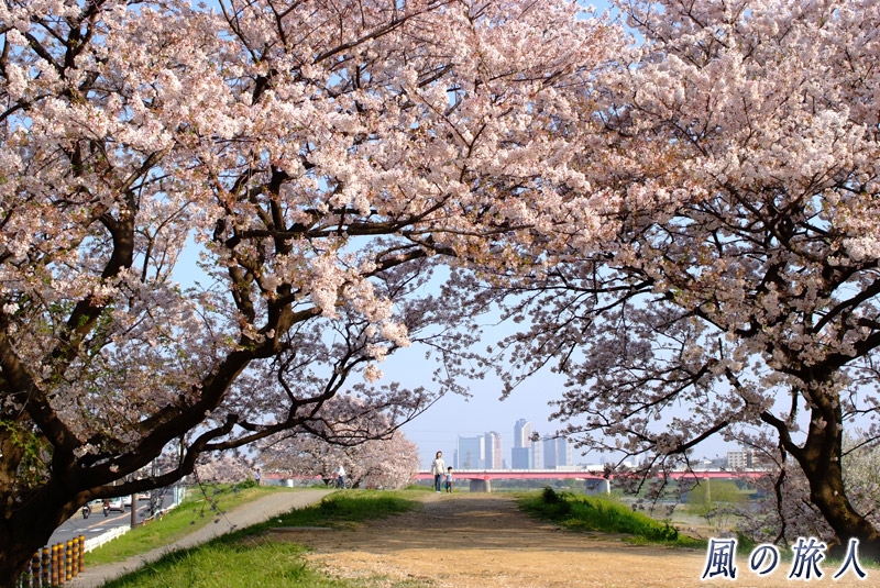 二子玉川多摩川土手　桜のトンネルの写真