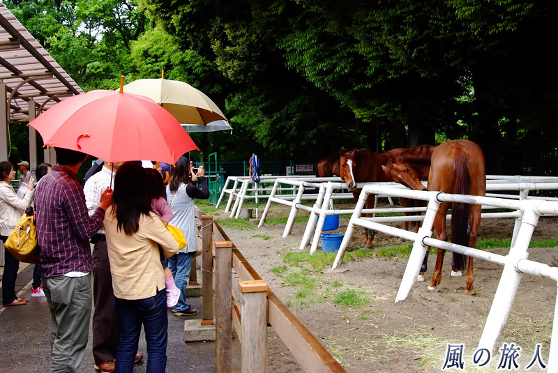ＪＲＡ馬事公苑ホースショー　有名競争馬の展示の写真