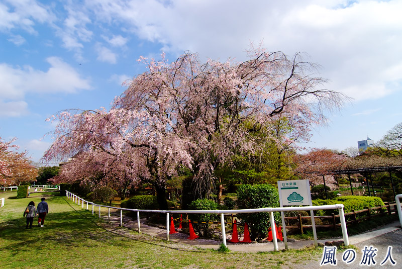 ＪＲＡ馬事公苑　芝のターフと桜の写真