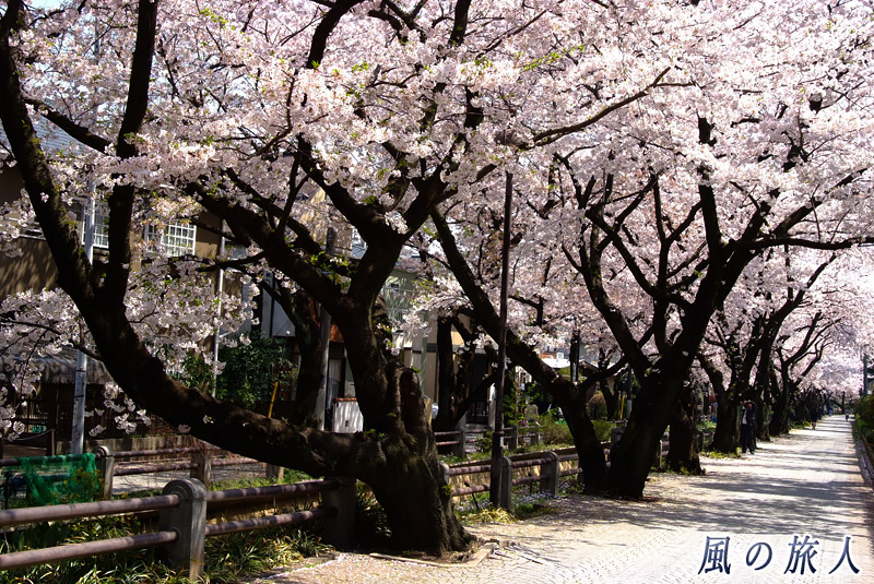 呑川親水公園　呑川の桜並木の写真