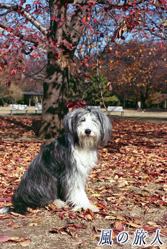 砧公園の紅葉　ビアデッドコリーの写真