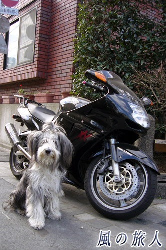 ブラックバードとビアデッドコリーの写真