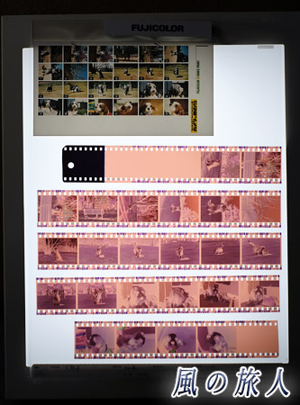 写真のネガフィルム