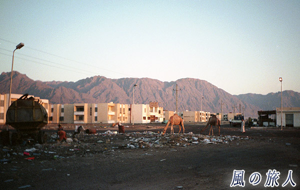 エジプト　ヌウェイバ　ゴミをあさるラクダの写真