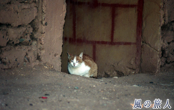 モロッコ　マハミド　見つめるにゃんこの写真