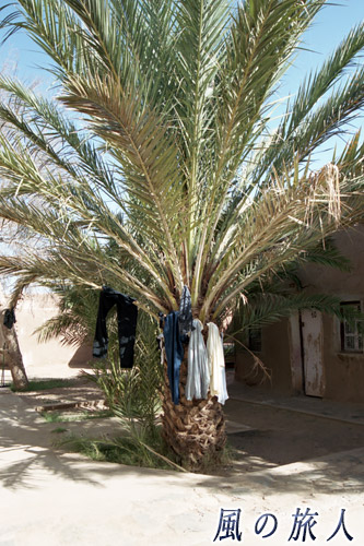 モロッコ　マハミド　洗濯物の成る木の写真