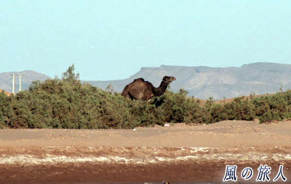 モロッコ　マハミド　放牧中のラクダの写真
