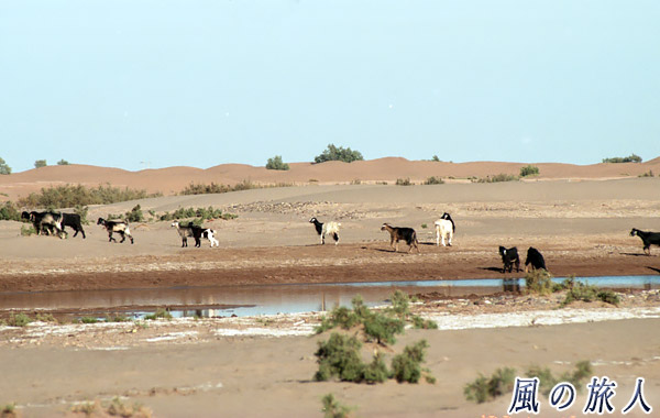モロッコ　マハミド　放牧中の羊の写真