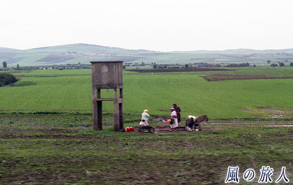 モロッコ　ロバと農作業（テトゥアン）の写真