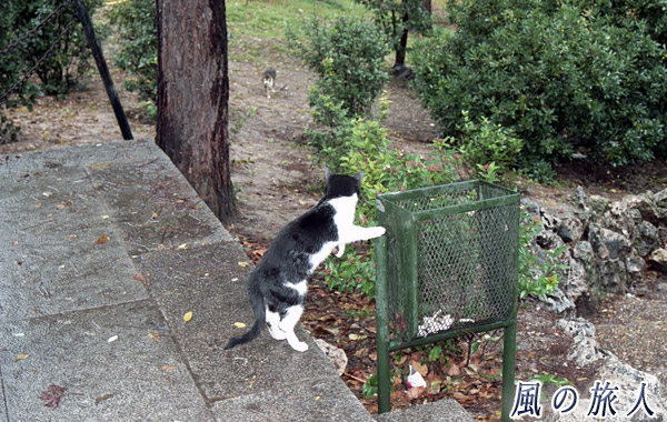 スペイン　マドリード王宮　ゴミ箱をあさる猫の写真