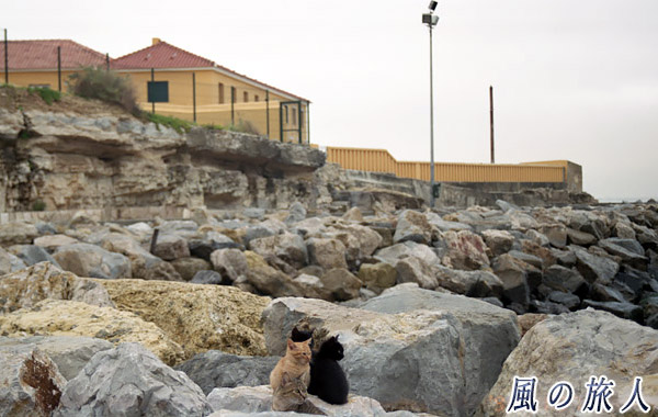 ポルトガル　海岸の猫とユースホステルの写真