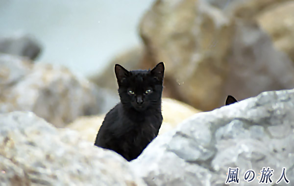 ポルトガル　オエイラス　海岸にいた猫の写真