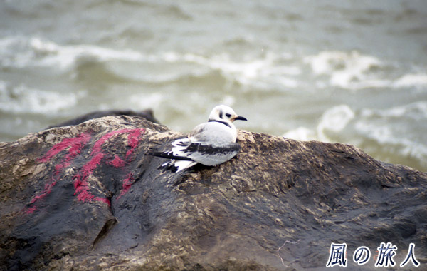 ポルトガル　ミツユビカモメの写真