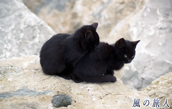 ポルトガル　オエイラス　海岸にいた猫の写真