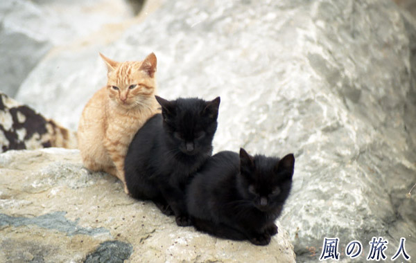 ポルトガル　オエイラス　海岸にいた猫の写真